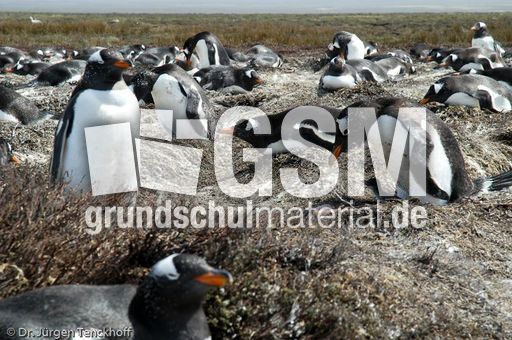 Eselspinguin (20 von 97).jpg